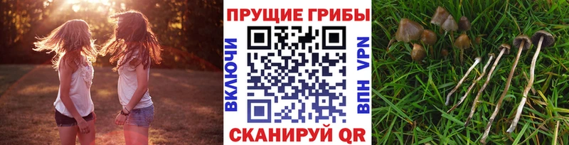 Псилоцибиновые грибы прущие грибы  где найти   Нижняя Тура 